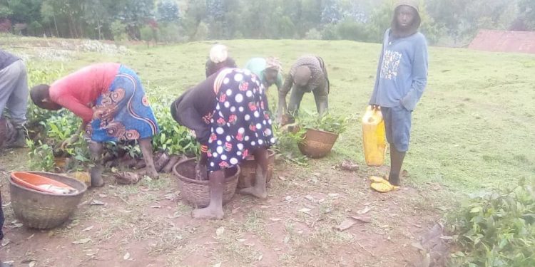 Nyaruguru: children exploited on a tea plantation