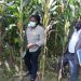 Nyaruguru: abundant maize production, market assured