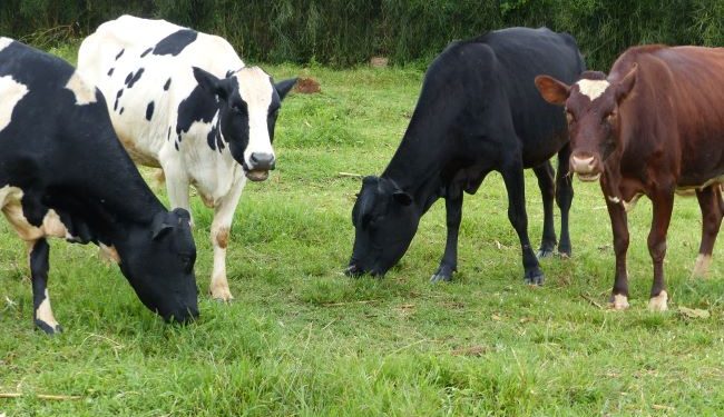 Nyagatare: Life is changing in Rwimiyaga and Karangazi…