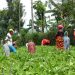 Refugees-Nyabiheke: social cohesion is being built…