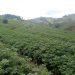 Nyaruguru: terraces create hope for a better life