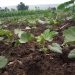 Agribusiness: Dusabe, 12 million per month in revenue…