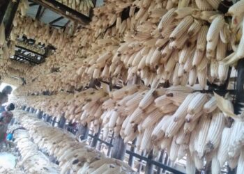 Nyaruguru: maize production on the rise