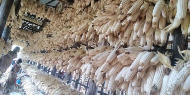 Nyaruguru: maize production on the rise