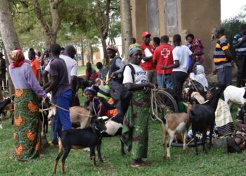 RRC-Nyagatare: goats for vulnerable people