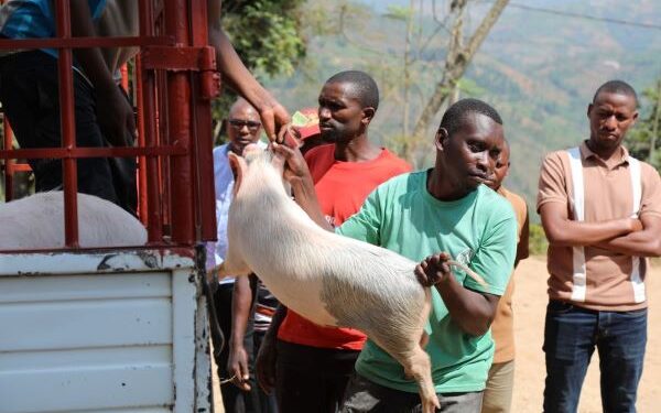 RRC: Rugendabali receives sows…