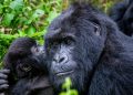 Rwanda-Tourisme : WTTC reconnait le respect des normes