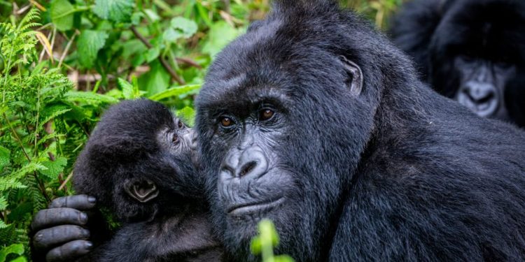 Rwanda-Tourisme : WTTC reconnait le respect des normes
