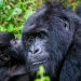 Rwanda-Tourisme : WTTC reconnait le respect des normes