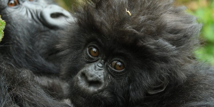 Kwita Izina : 24 bébés gorilles seront nommés