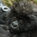 Kwita Izina : 24 bébés gorilles seront nommés