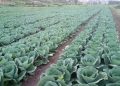 Rwanda : 183,657 MT des fruits et des légumes