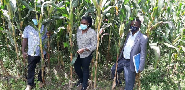 Nyaruguru: production de maïs abondante, marché assuré