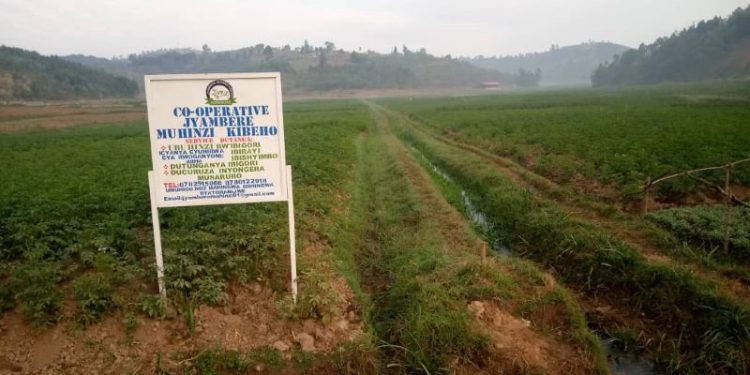 Nyaruguru: le marais Rwoganyoni aménagé, la production agricole améliorée