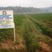 Nyaruguru: le marais Rwoganyoni aménagé,  la production agricole améliorée