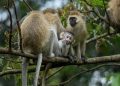 Parc de Nyungwe: Deux braconniers arrêtés…