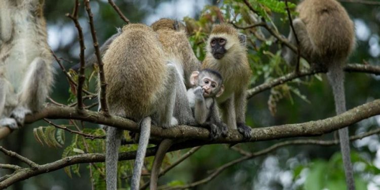 Parc de Nyungwe: Deux braconniers arrêtés…