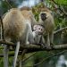 Parc de Nyungwe: Deux braconniers arrêtés…