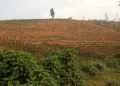 Nyaruguru: Culture du thé, développement durable assuré