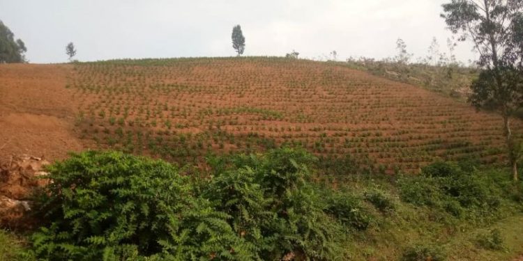 Nyaruguru: Culture du thé, développement durable assuré