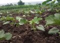 Agribusiness : Dusabe, 12 millions par mois de recettes…