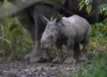 Parc Akagera : naissance d’un veau rhinocéros