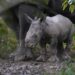 Parc Akagera : naissance d’un veau rhinocéros