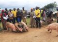 Nyaruguru:  Plus de 200 millions collectés pendant une semaine