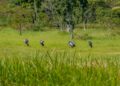 Rwanda : La conservation des grues couronnées réussit