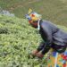 Nyaruguru : Les théiculteurs appelés à accélérer le développement