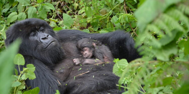 Kwita Izina 2022: 20 bébés gorilles baptisés