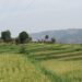 Rwanda: la biotechnologie agricole manque de cadre légal