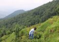 Rwanda-environnement: La gestion des forêts mal comprise