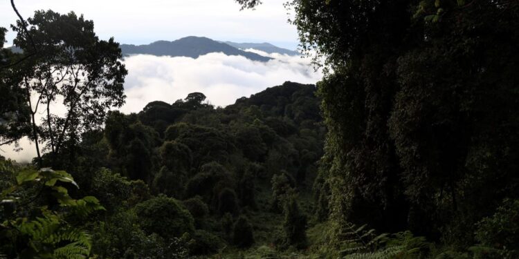 Rwanda: Lancement du système d’information sur la biodiversité