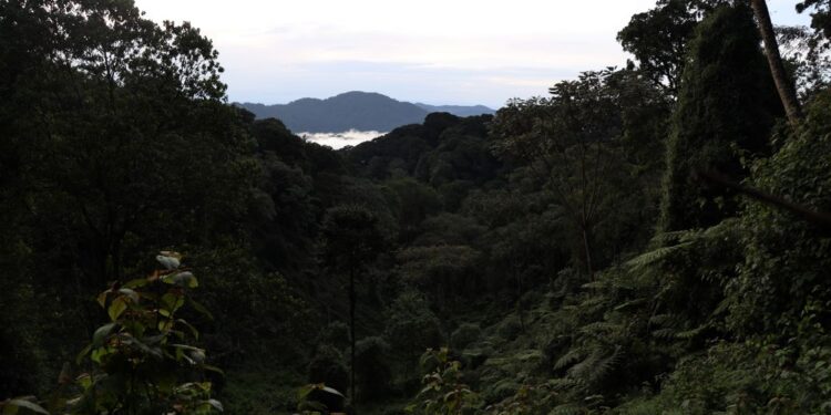 Environnement: Le Sommet “One forest” sera annuel