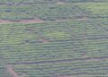 Nyaruguru: Terrasses radicales, solution contre la famine