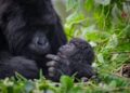 Rwanda-Tourisme : Plus de 62.000 touristes d’Amérique du Nord