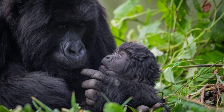 Rwanda-Tourisme : Plus de 62.000 touristes d’Amérique du Nord