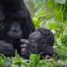 Rwanda-Tourisme : Plus de 62.000 touristes d’Amérique du Nord