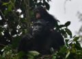 Rwanda : un brillant avenir pour les chimpanzés