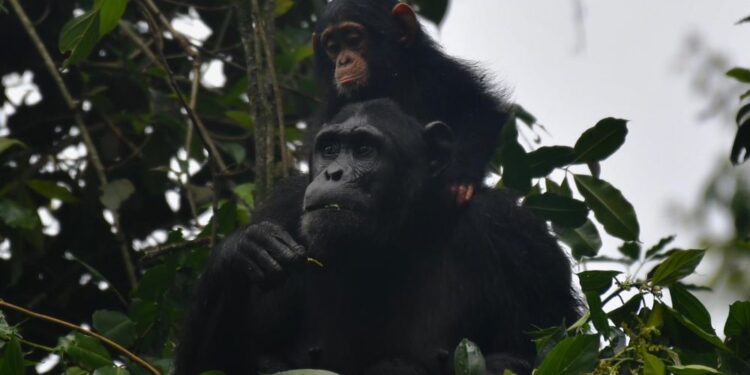 Rwanda : un brillant avenir pour les chimpanzés