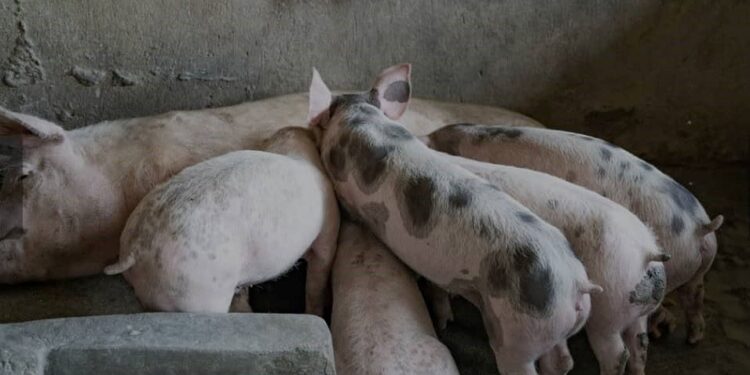Nyaruguru: l’insémination artificielle favorise l’élevage des porcs