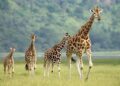 Conservation : les girafes menacées d’extinction