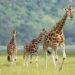 Conservation : les girafes menacées d’extinction