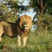 Conservation : cri d’alarme pour sauver le lion