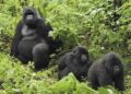 Conservation de la faune: Le Rwanda classé sixième en Afrique
