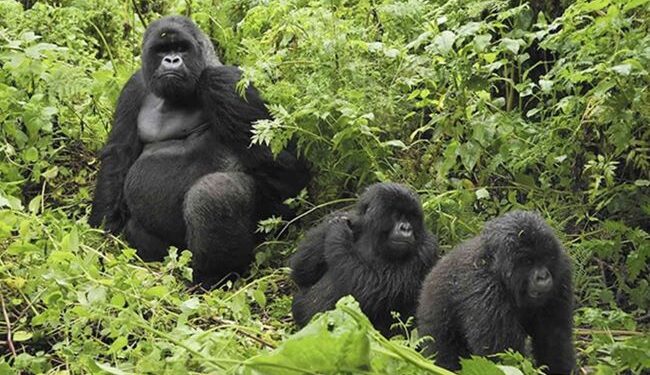 Conservation de la faune: Le Rwanda classé sixième en Afrique