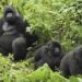 Conservation de la faune: Le Rwanda classé sixième en Afrique