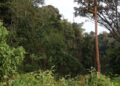 Parc de Nyungwe: les efforts de conservation reconnus