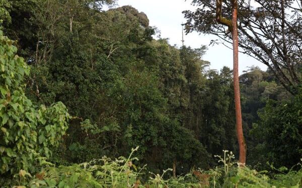 Parc de Nyungwe: les efforts de conservation reconnus
